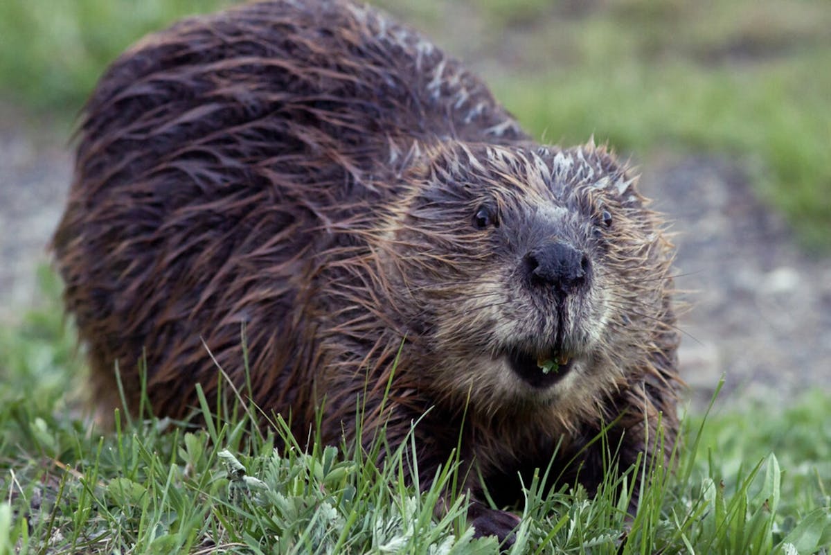 Eurasian beavers: a keystone species that keep waterways clean