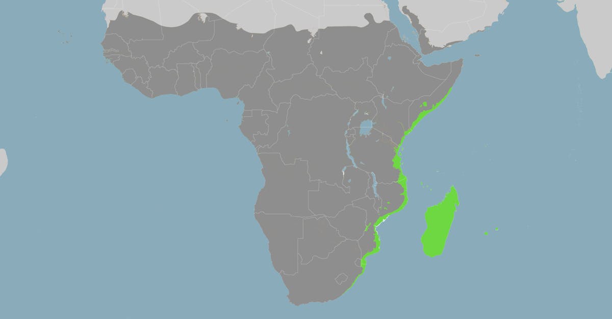Madagascar & East African Coast