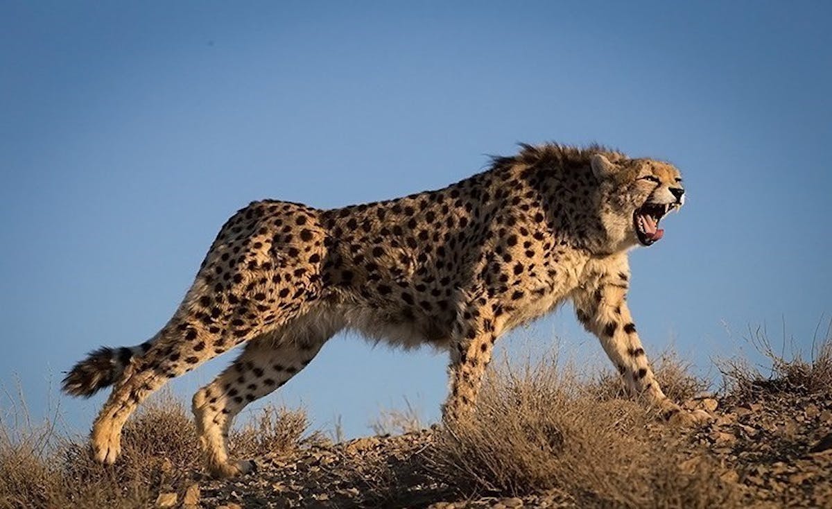 Asiatic cheetah: apex predators helping life thrive in the desert