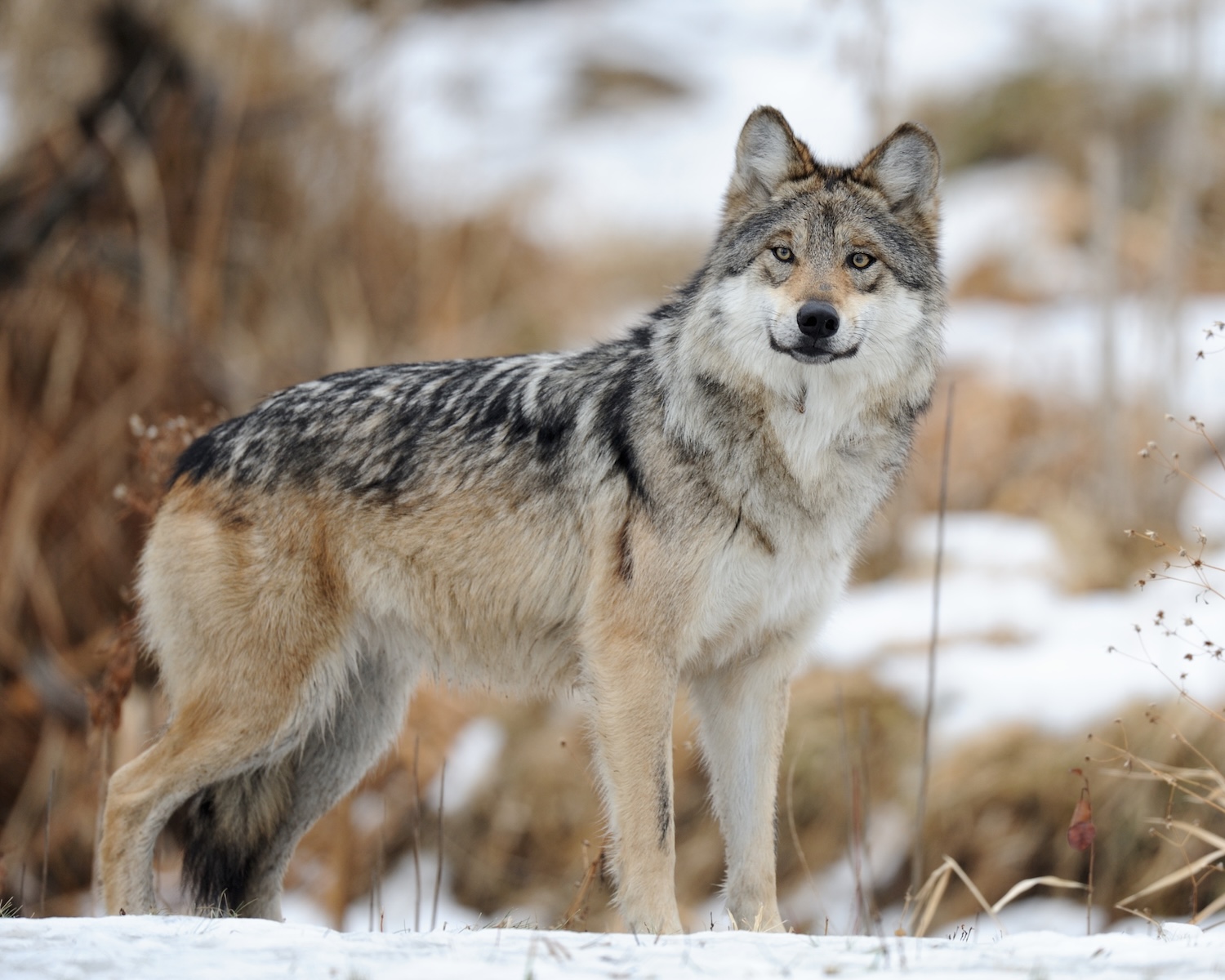 Mexican gray wolf (Canis lupus baileyi) standing in the snow