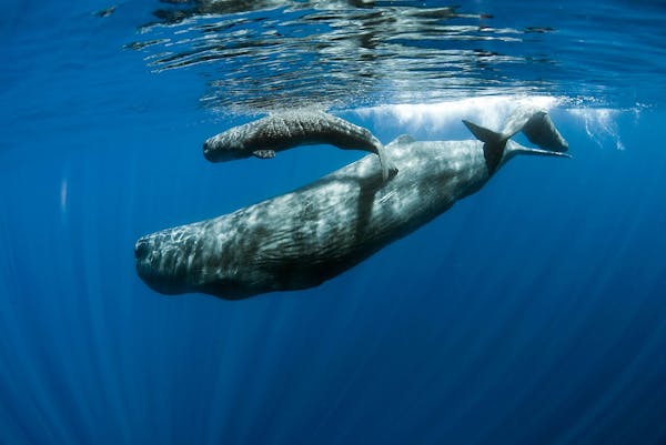 Dominica creates the world’s first Sperm Whale Reserve, a win for conservation and climate