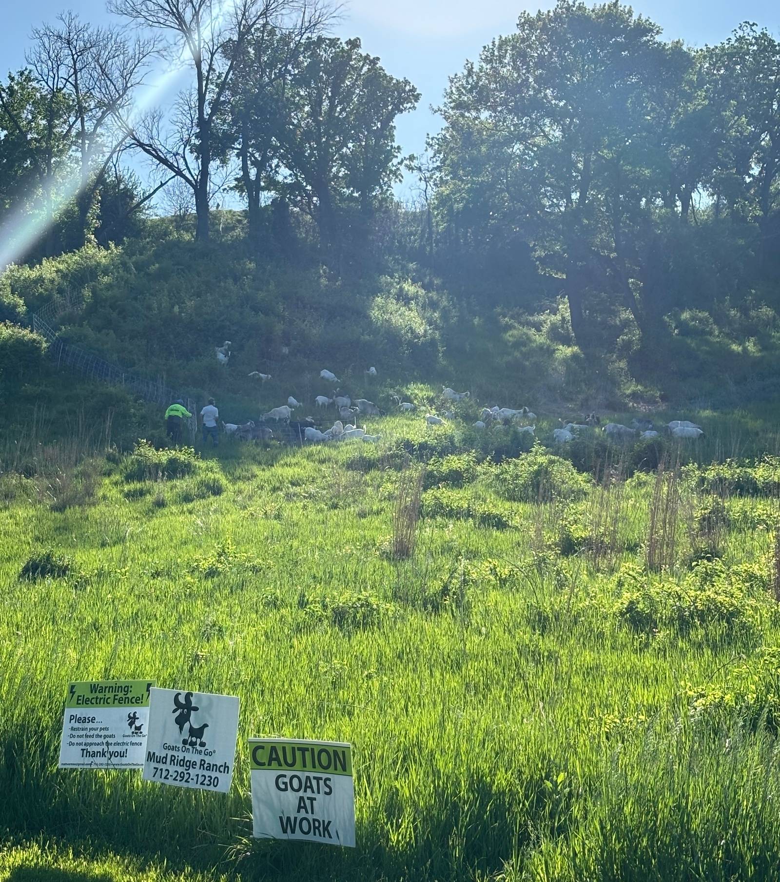 Goats On The Go® uses goat herds to control invasive plant species and revive the prairie ecosystem. Image Credit: Lindsey Jean Schueman, One Earth.