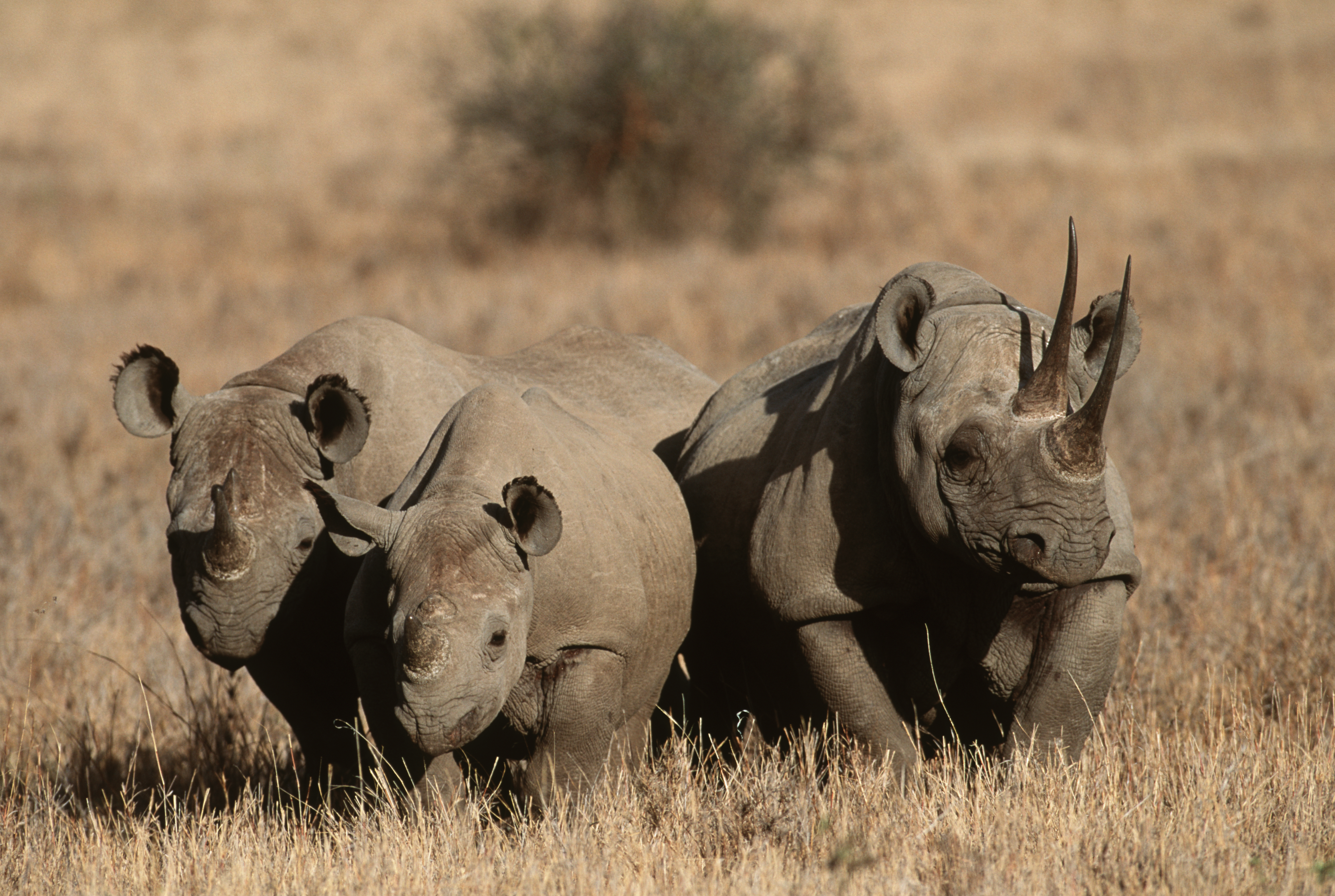 habitat of west african black rhinoceros