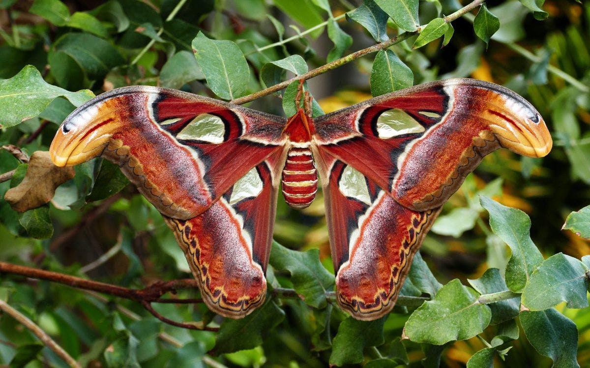 How the atlas moth imitates snakes to ward off threats
