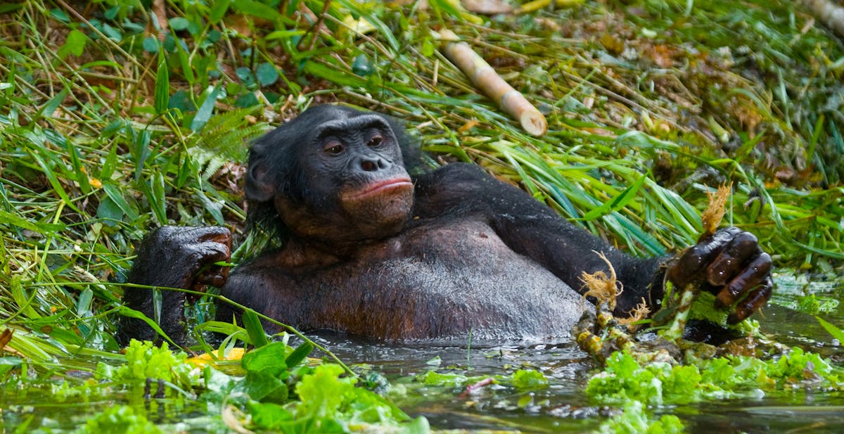 Exploring the bonobos connection to the forest ecosystem