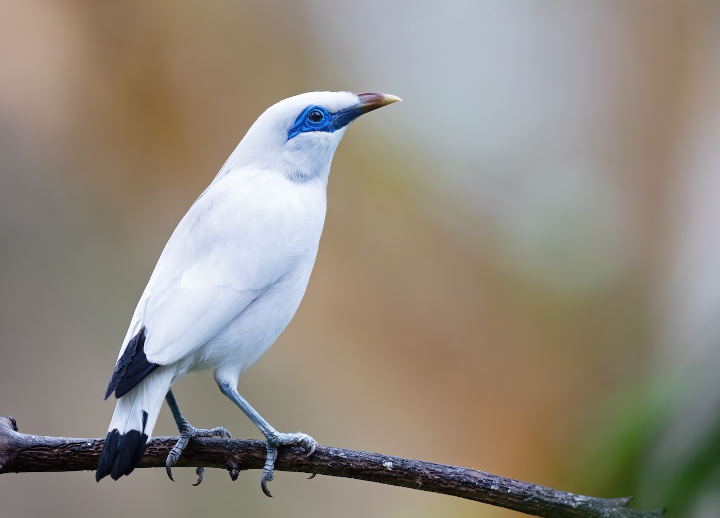 Bali Myna (Leucopsar rothschildi). West Bali National Park, Indonesia.