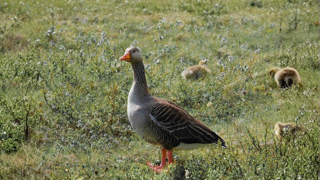 Meet the pink-footed goose: An Arctic bird built for distance