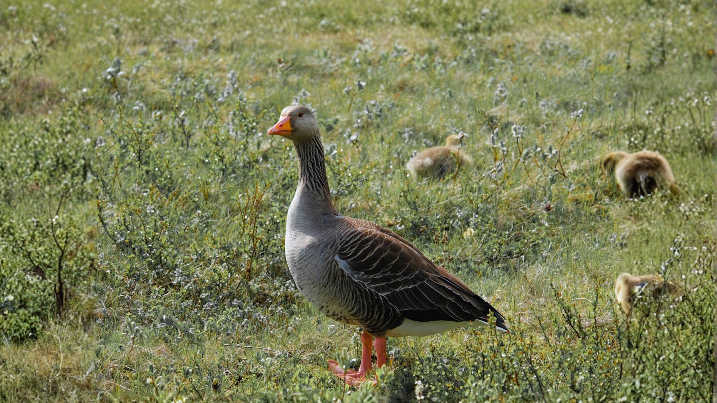 Meet the pink-footed goose: An Arctic bird built for distance
