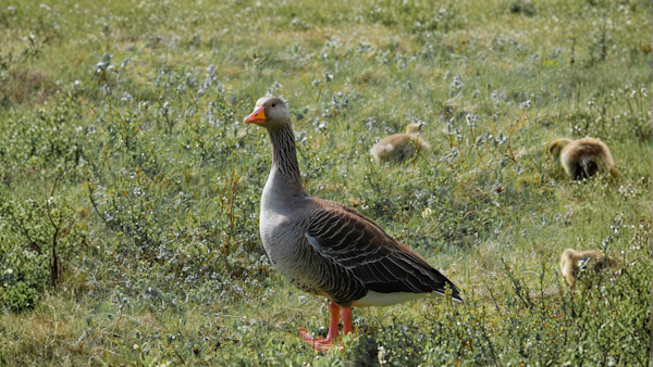Pink-footed goose in Iceland. Image Credit: © Laurenknowles26, Dreamstime.