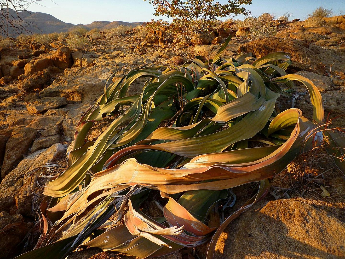 How the Welwitschia mirabilis is a miraculous "living fossil"