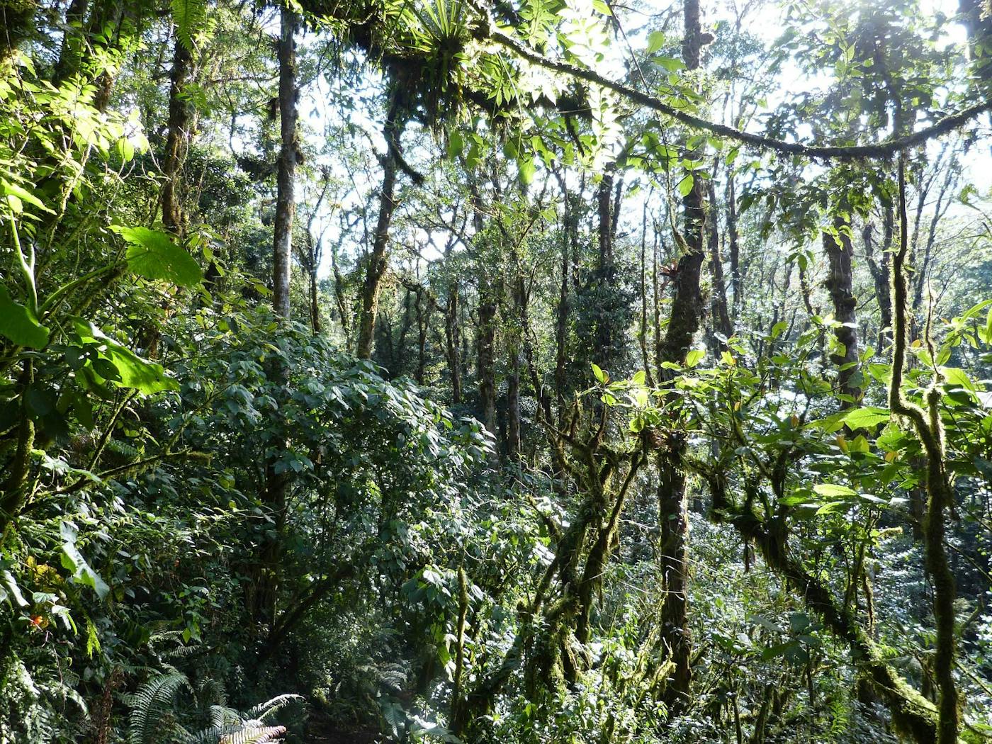 Central American Isthmian & Colombian Coastal Forests (NT24)