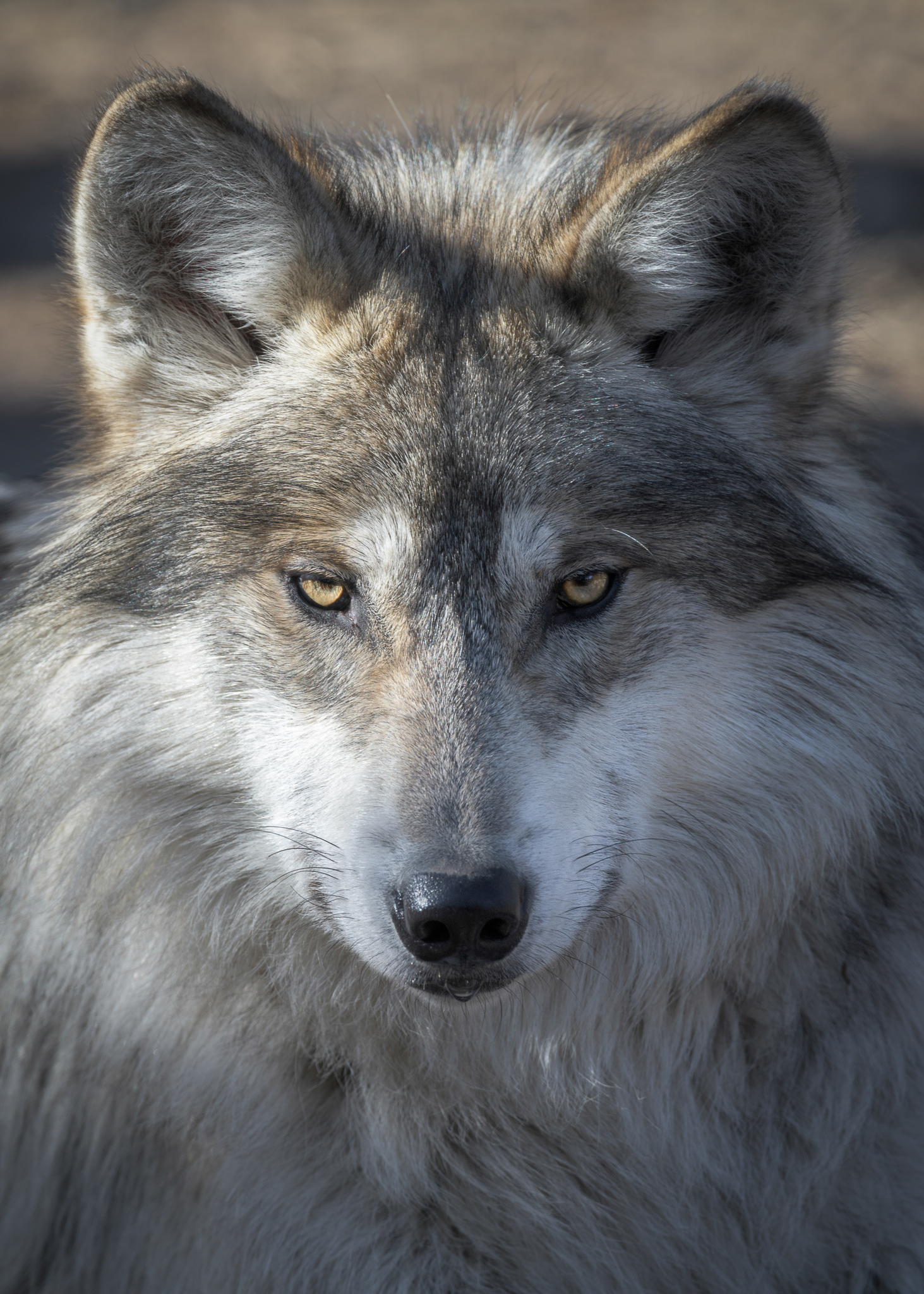 Close-up portrait of a Mexican gray wolf. Image Credit: © Glenn Nagel, Dreamstime. Close-up portrait of a Mexican gray wolf. Image Credit: © Glenn Nagel, Dreamstime.