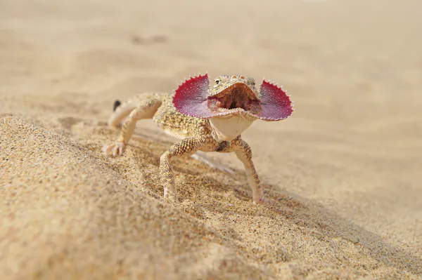 Meet the toadhead agama: The desert lizard with a dramatic defense display