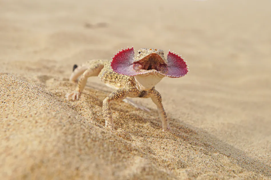 Meet the toadhead agama: The desert lizard with a dramatic defense display