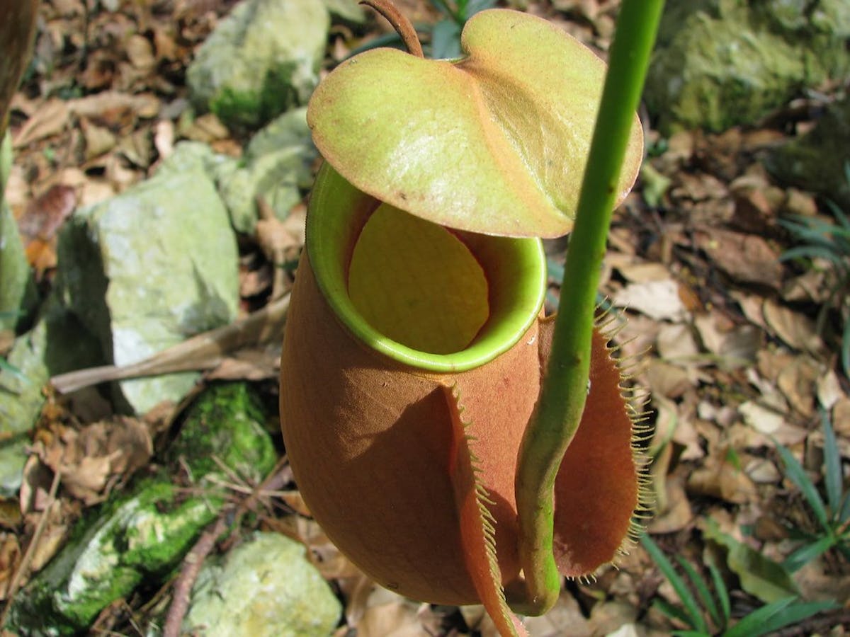 Nepenthes: the surprisingly carnivorous plants that attract prey