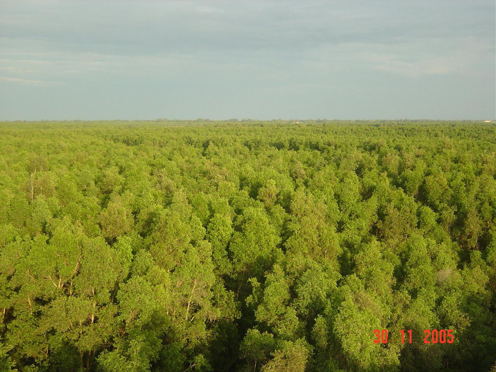 Tonle Sap-Mekong Peat Swamp Forests