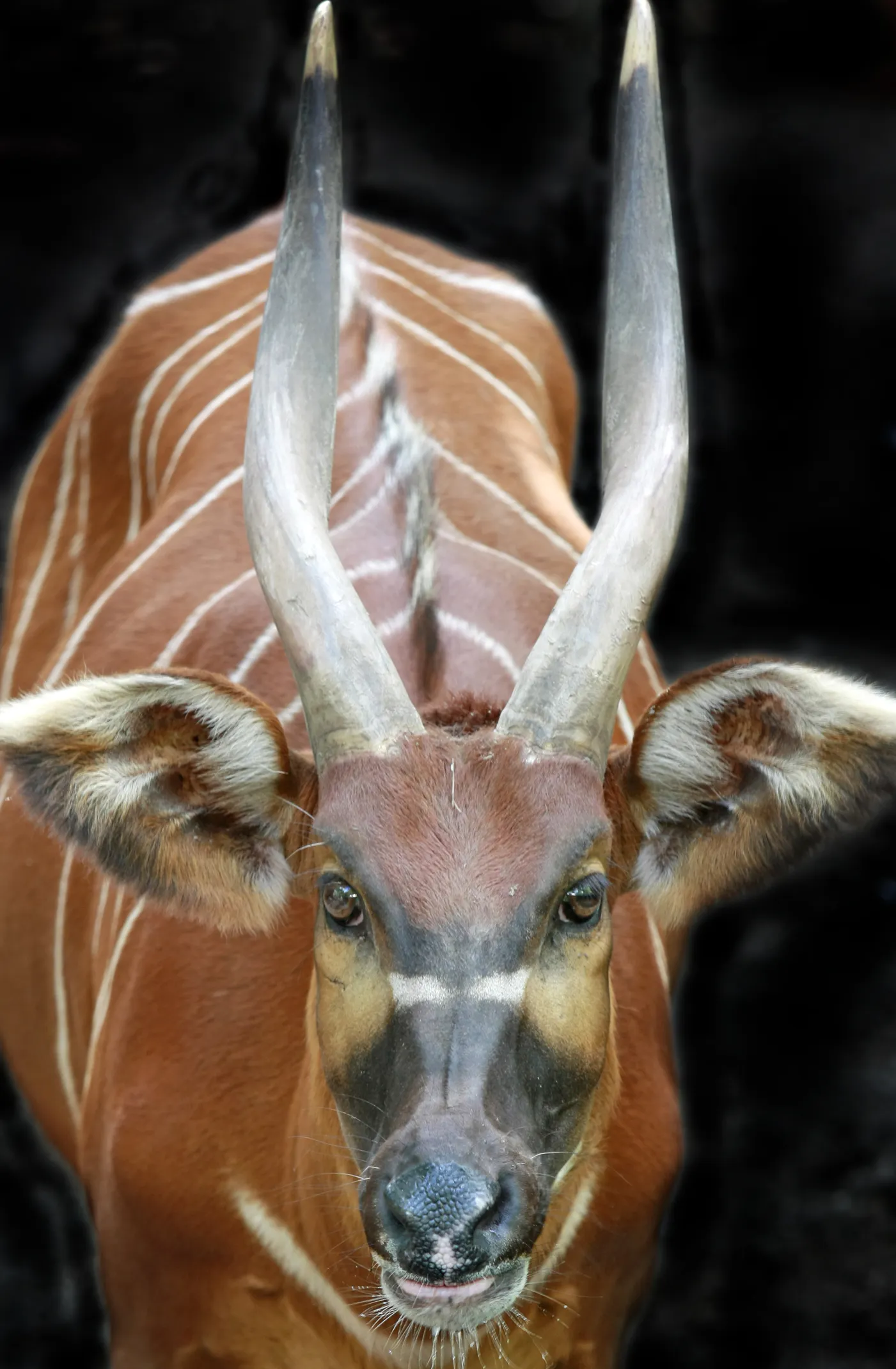 Close up view of the bongo's horns and stripes. Image Credit: © Gvision, Dreamstime.