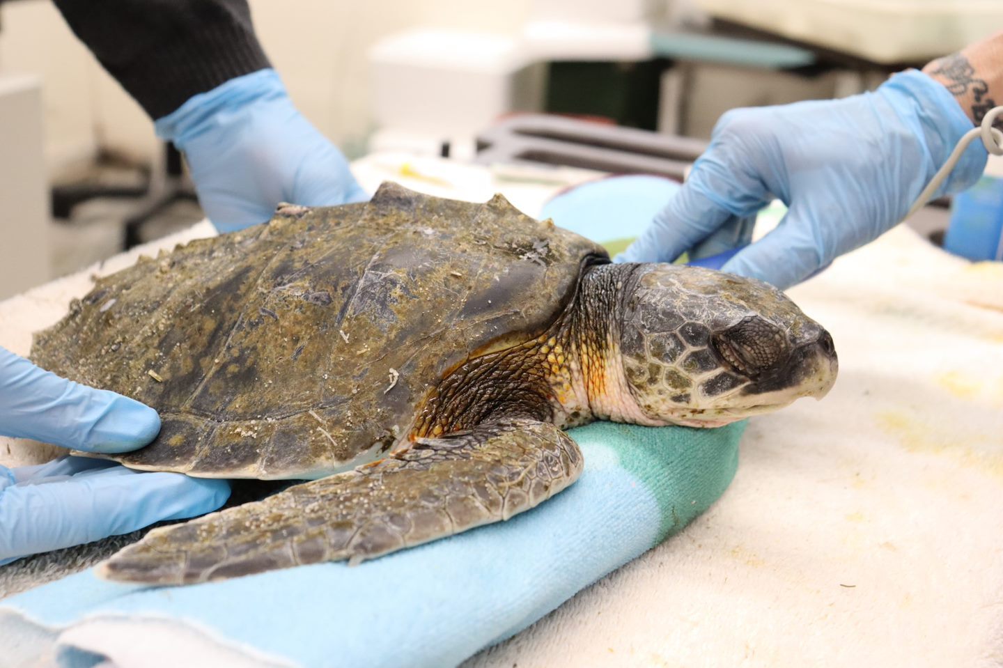 Life-saving measures to save a debilitated Kemp’s ridley sea turtle. Image Credit: National Marine Life Center