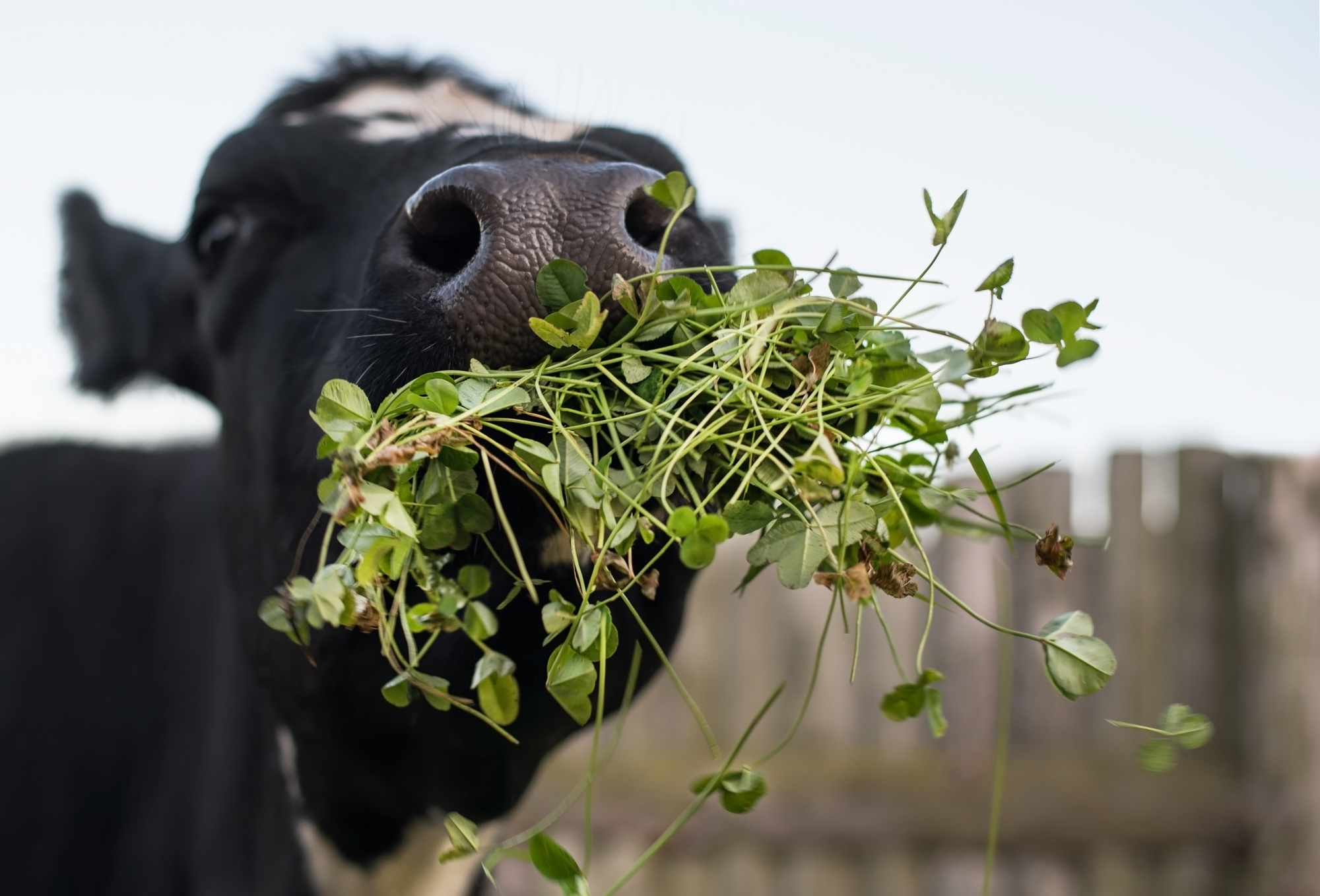 Is Clover Edible? Nutrients, Benefits, and Downsides