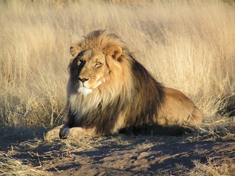 Securing the Future of Lions in the Savannah Landscapes of Africa through Science-based Conservation