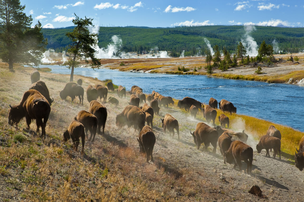 Bison in Yellowstone National Park.