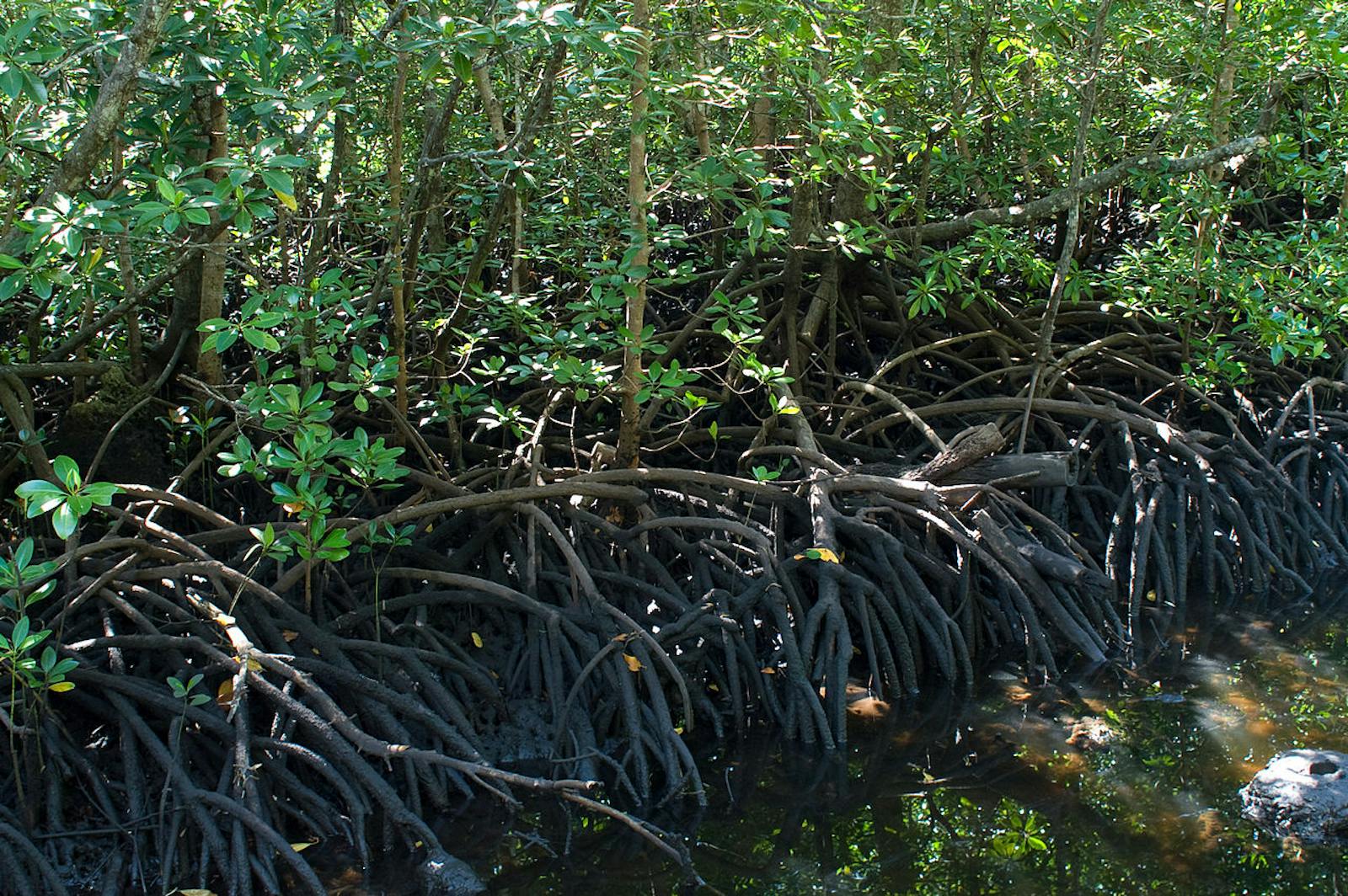 East African Mangroves