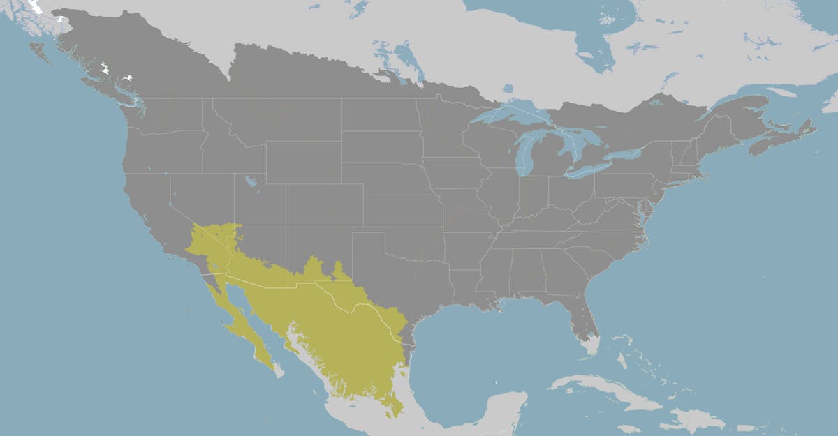 Mexican Drylands