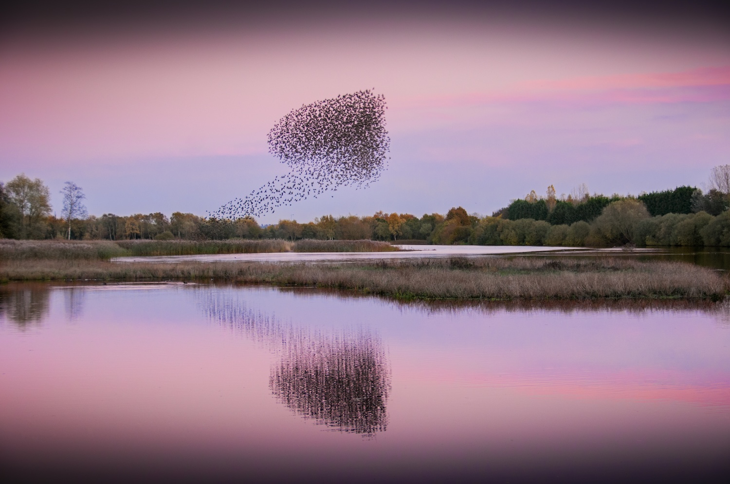 Ace of Spades Murmuration. Ace of spades murmuration of starlings.