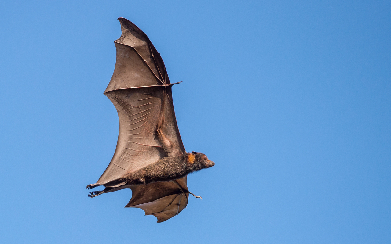 It s a bird it s a plane it s the Pemba flying fox One Earth