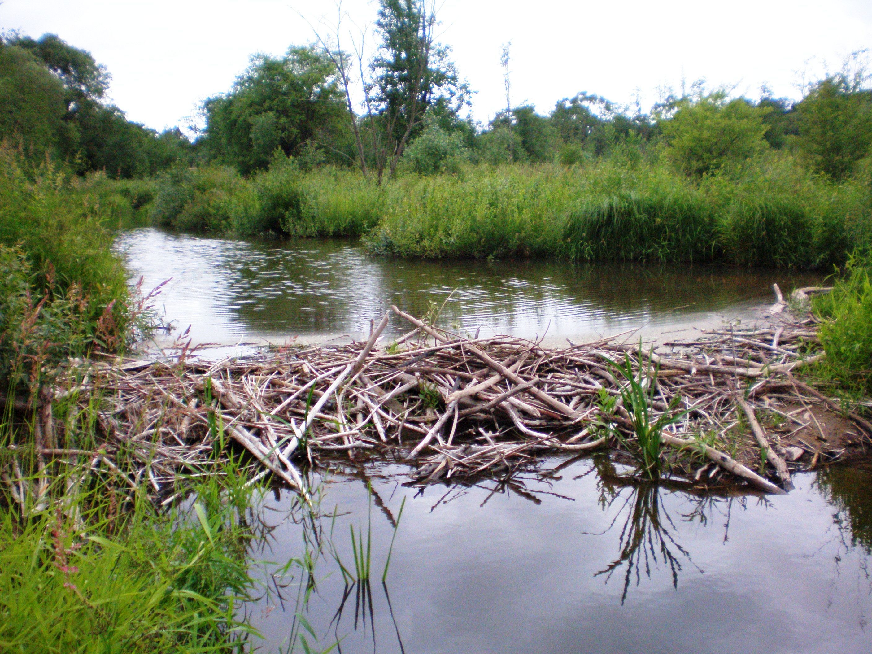 A beaver dam on the Smilga River. Image credit: Hugo.arg, CC by 4.0