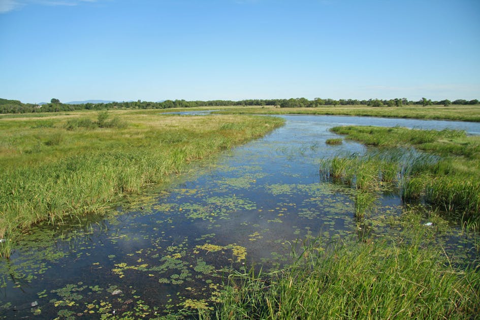 Suiphun-Khanka Meadows and Forest Meadows | One Earth