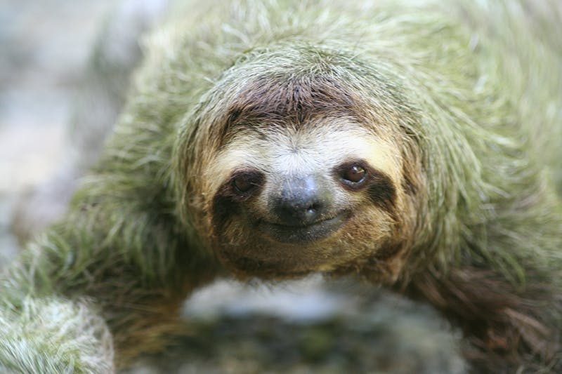 The slow-motion and high-canopy life of the sloth | One Earth