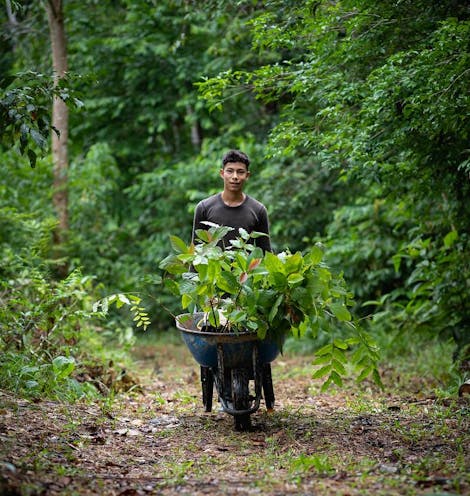 Restoring the Albertine Rift Forests to Conserve Chimpanzees in Uganda
