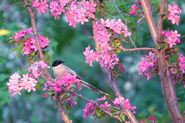 Mapping South Korea's birdlife, one observation at a time