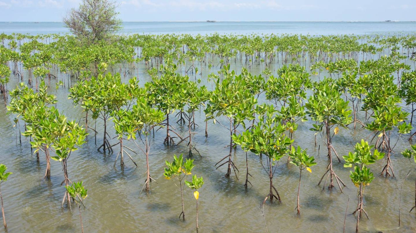 Six projects restoring vital mangrove forests around the world