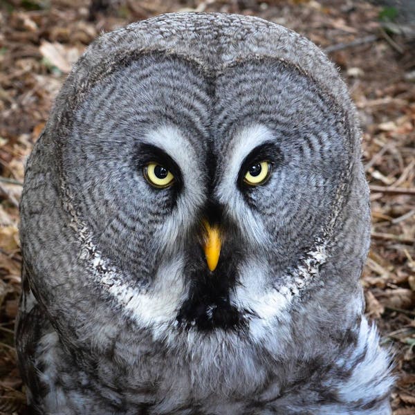 Great grey owl: the night predator of snowy landscapes