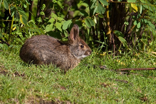Omilteme cottontail rabbit: the inspiring rare species hiding in Mexico