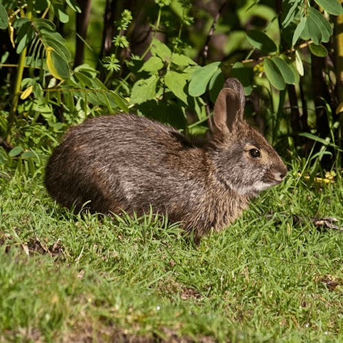 Omiltemi cottontail rabbit