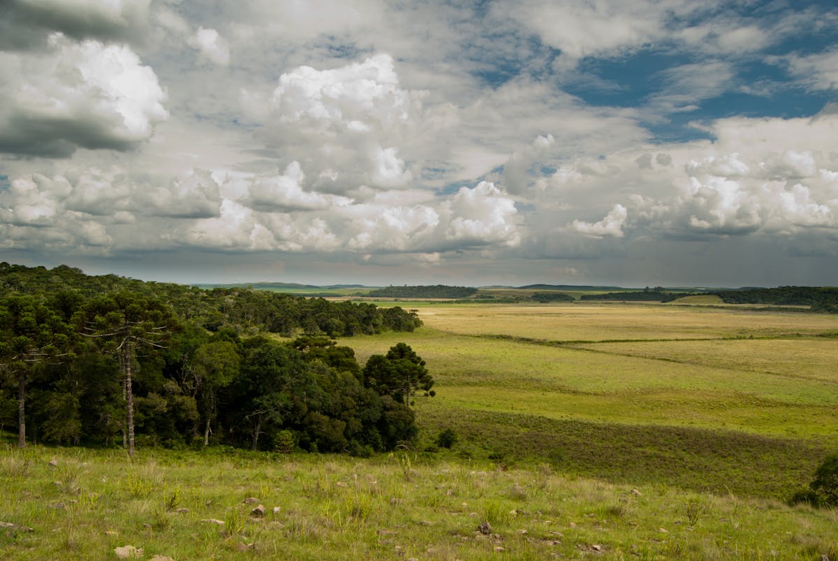 South American Grasslands