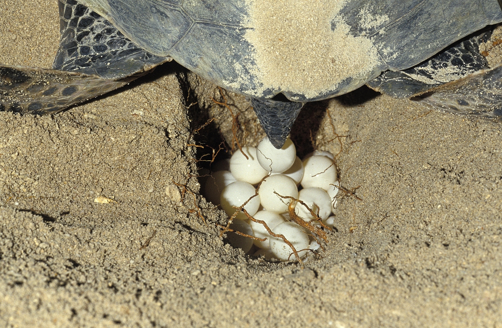 A female green sea turtle (Chelonia mydas) laying eggs in nest on a beach in Malaysia. Image Credit: © Slowmotiongli | Dreamstime.com.