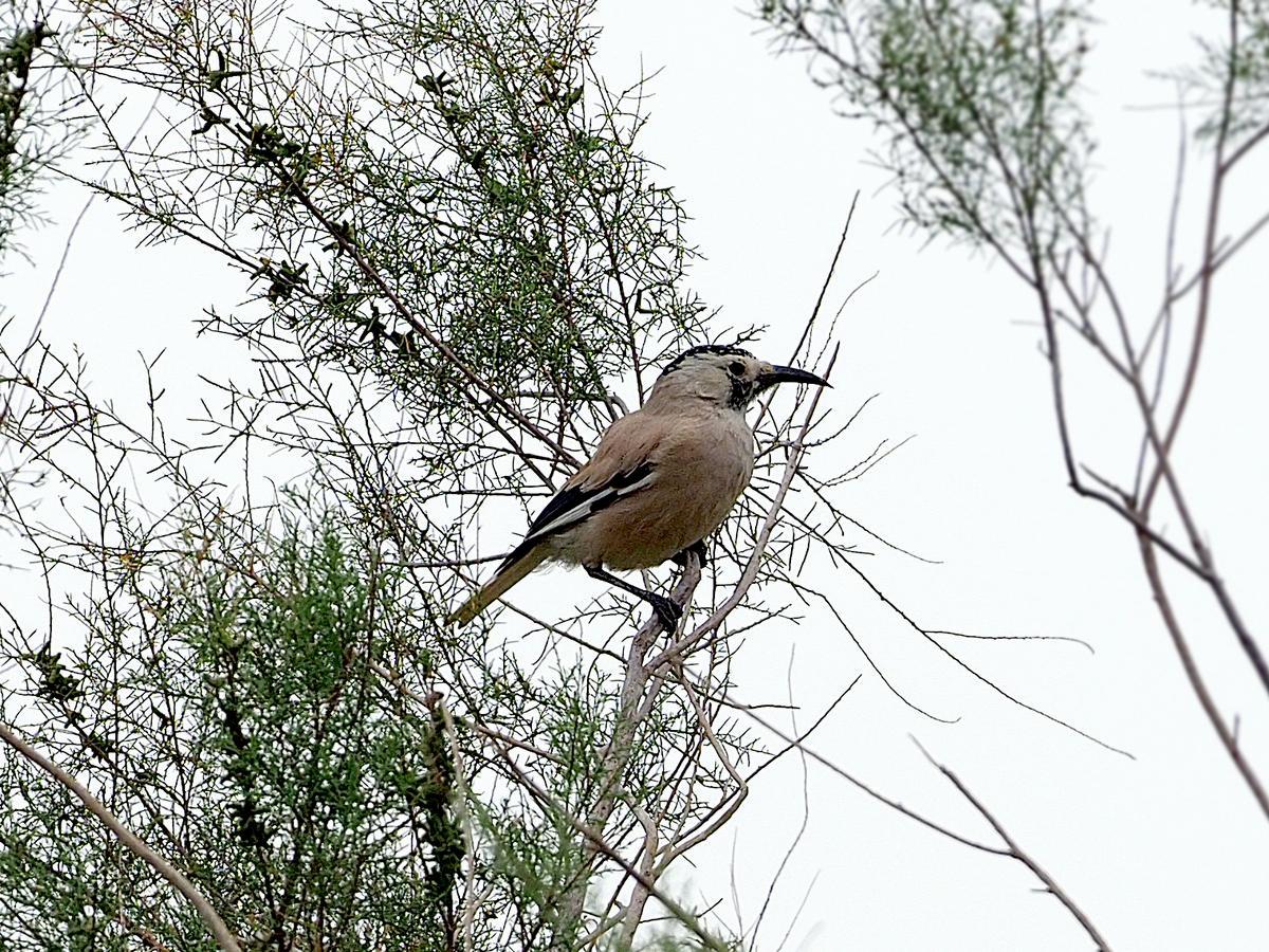 Xinjiang ground jay. Image Credit: James Eaton, Wiki Commons.