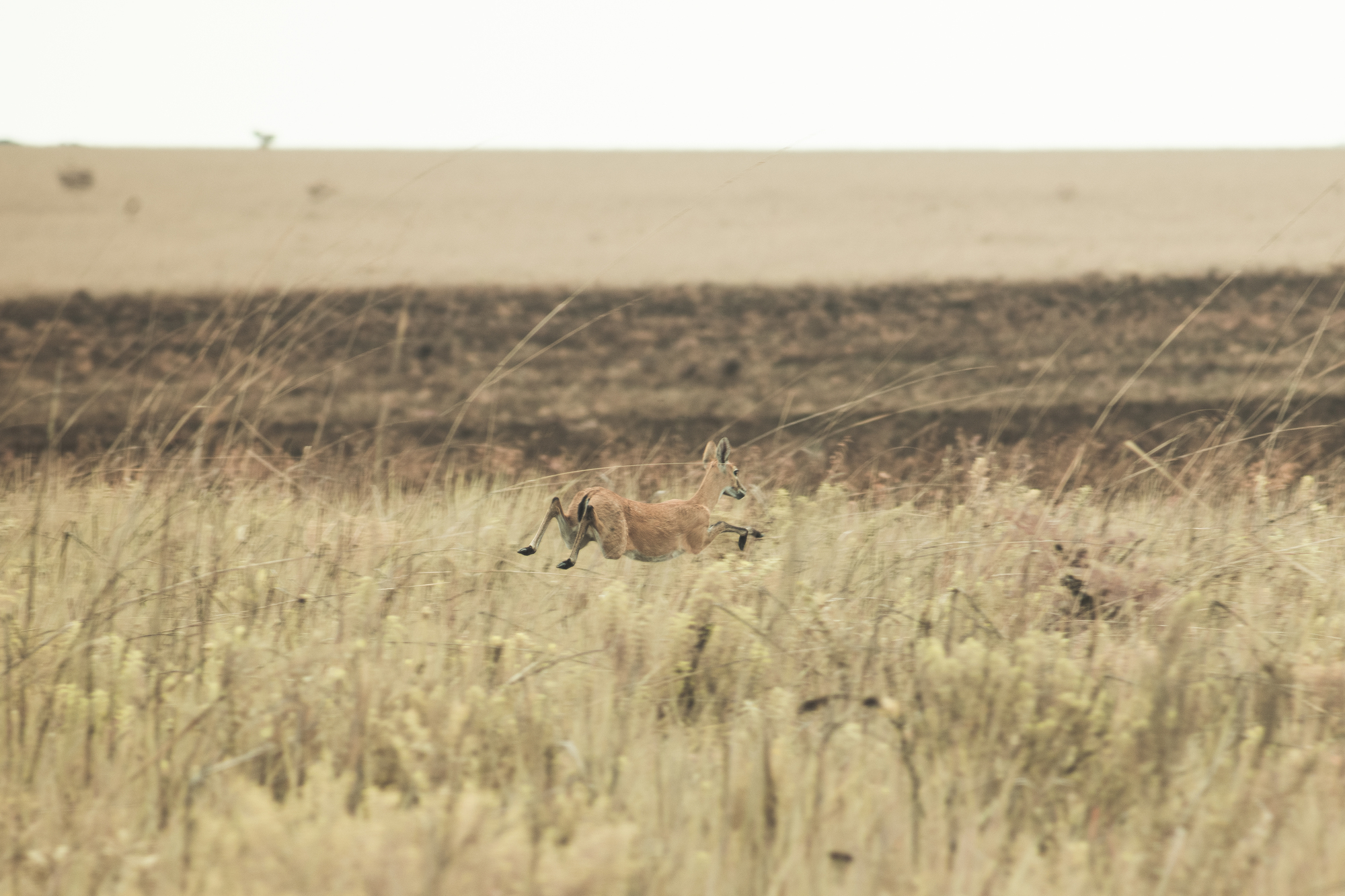 Image courtesy of Pongo - Antilope (Cobe de Roseaux / Reedbuck) at Lusinga Plateau - Upemba National Park