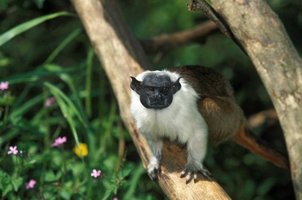 Meet the pied tamarin, with one of the smallest ranges of any primate