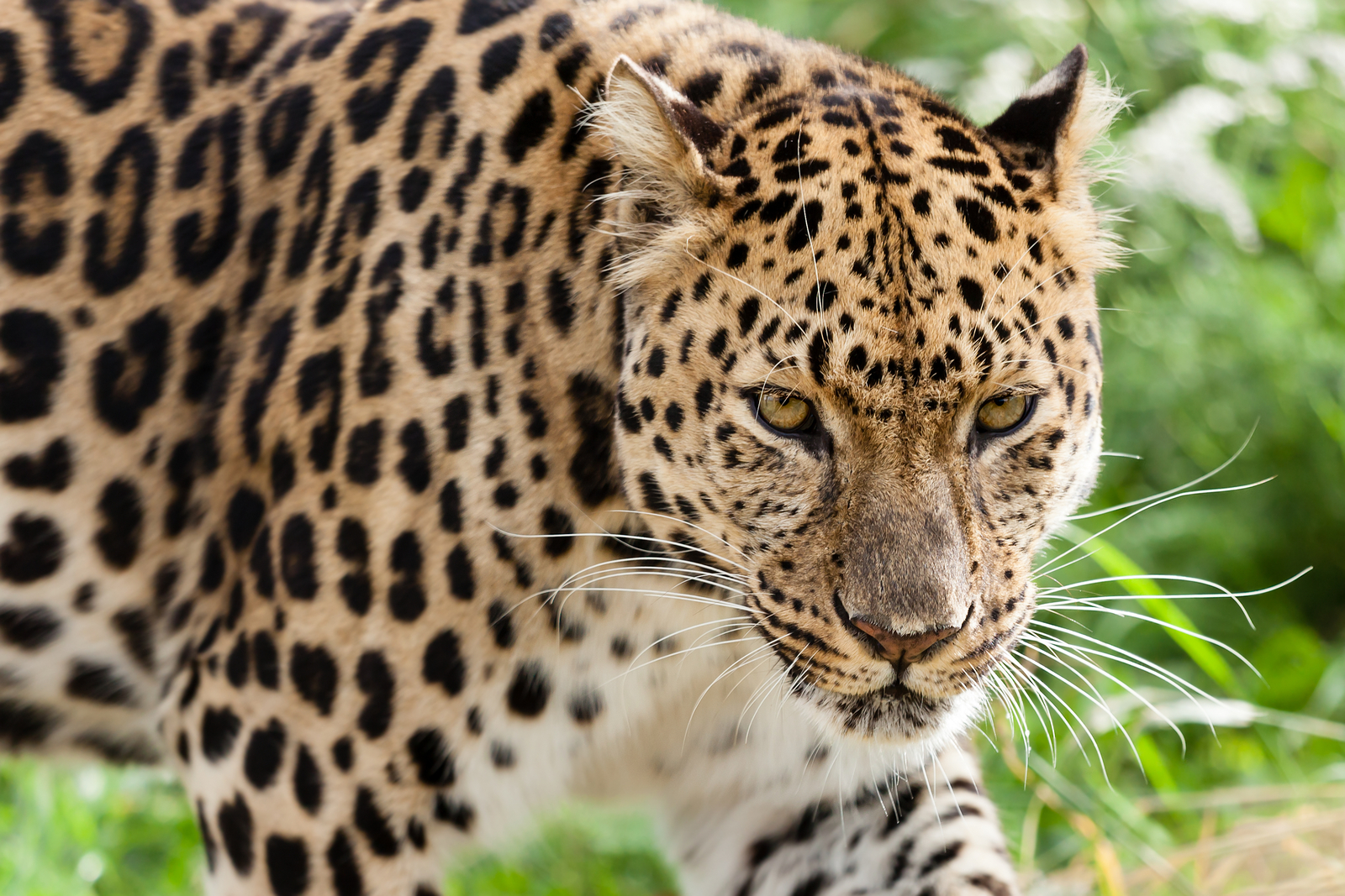Each leopard’s rosette pattern is unique—like a fingerprint. Image Credit: © Scheriton, Dreamstime. Each leopard’s rosette pattern is unique—like a fingerprint. Image Credit: © Scheriton, Dreamstime.