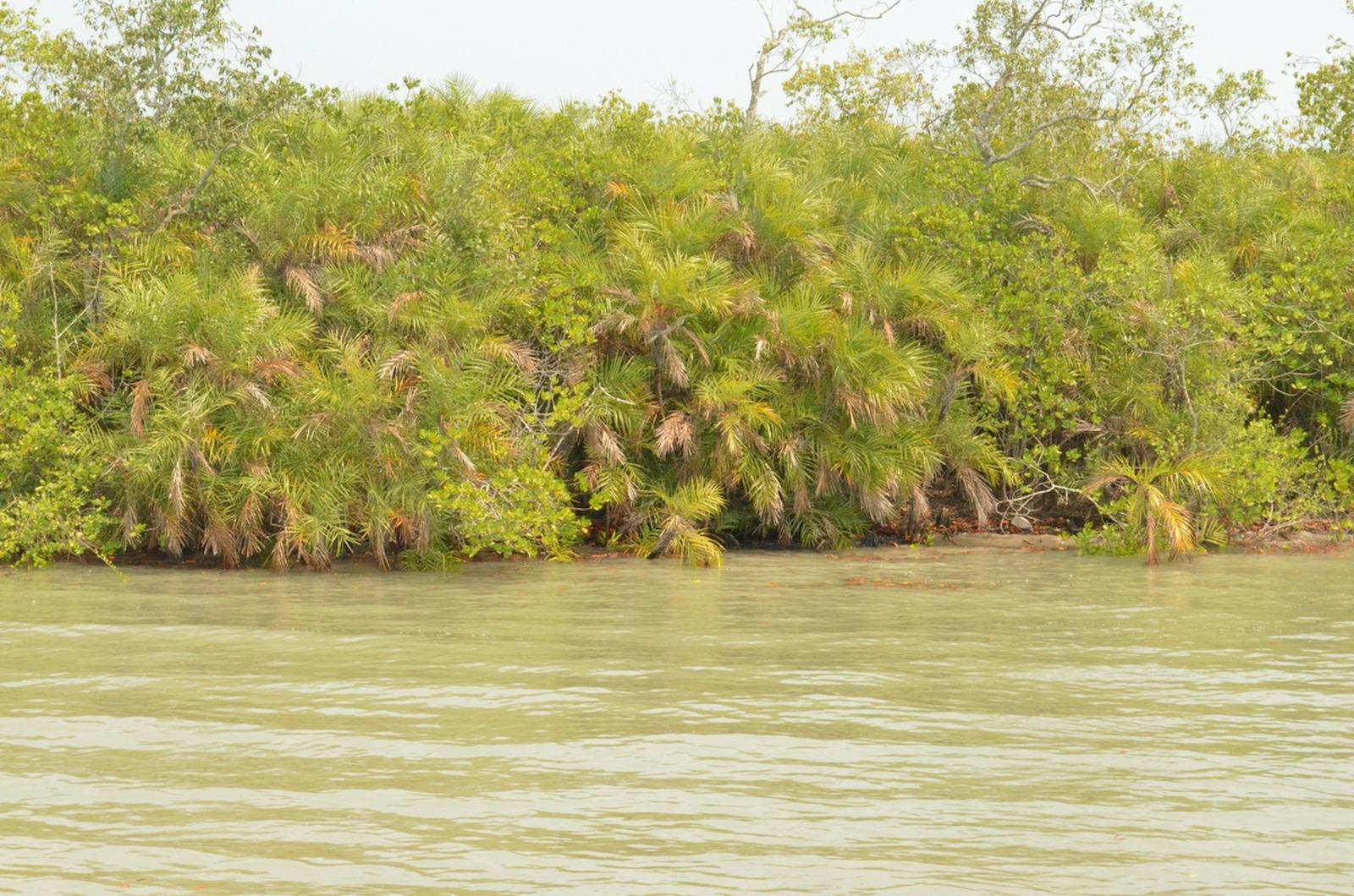 Sundarbans Freshwater Swamp Forests