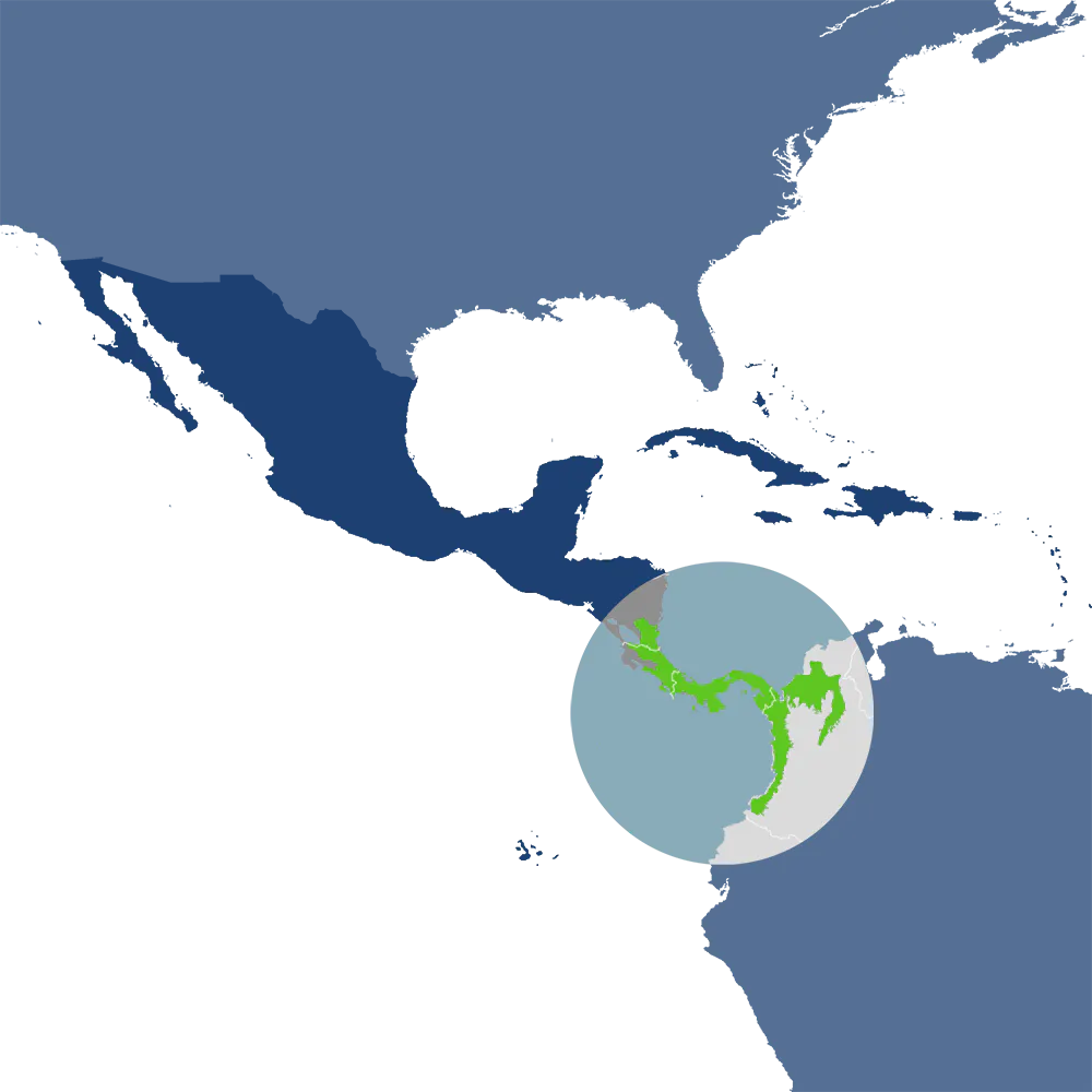 The clown frog is the iconic species of the Isthmian & Colombian Coastal bioregion (NT24), located in the Central America subrealm and realm. The clown frog is the iconic species of the Isthmian & Colombian Coastal bioregion (NT24), located in the Central America subrealm and realm.