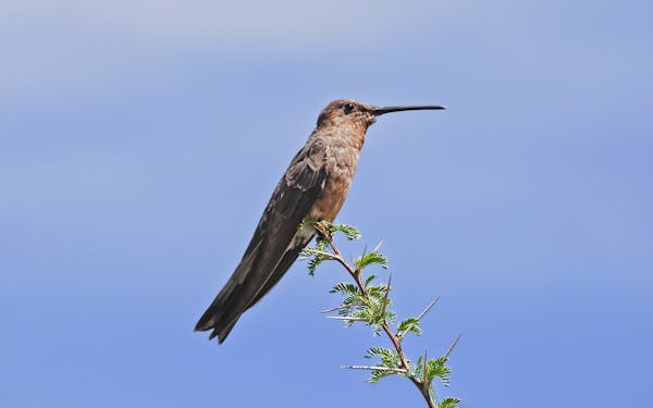 The majestic Patagonian giant: A closer look at the world's largest hummingbird