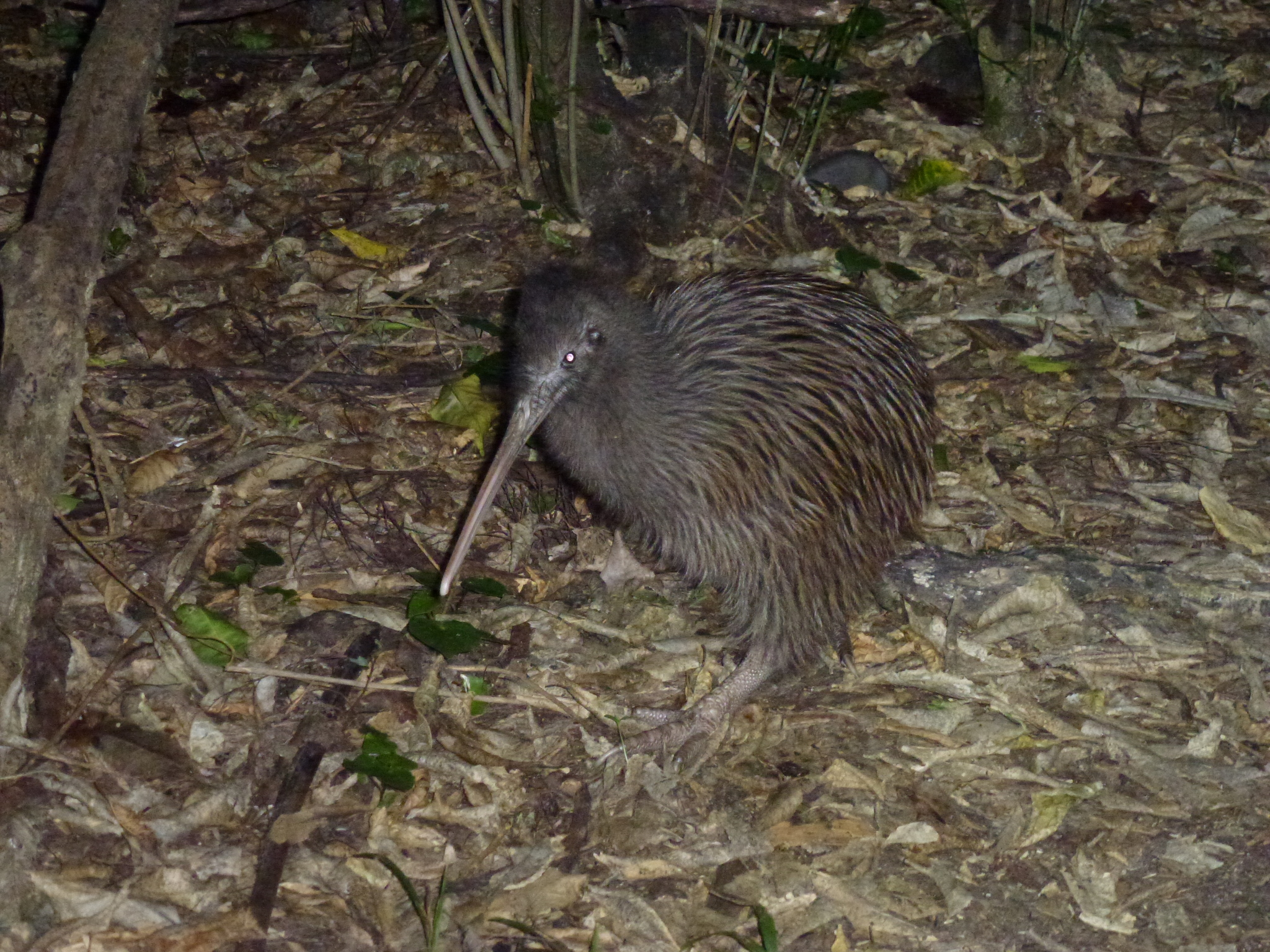 Okarito brown kiwi. Image credit: Wikipedia, Mark2-NZ (CC by 4.0)