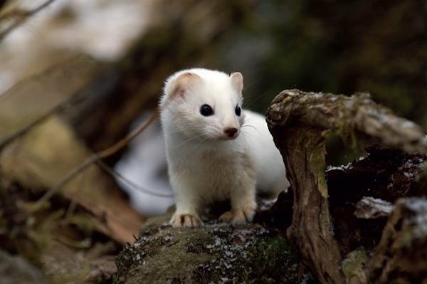 Haida ermine: Cute, newly discovered members of the weasel family