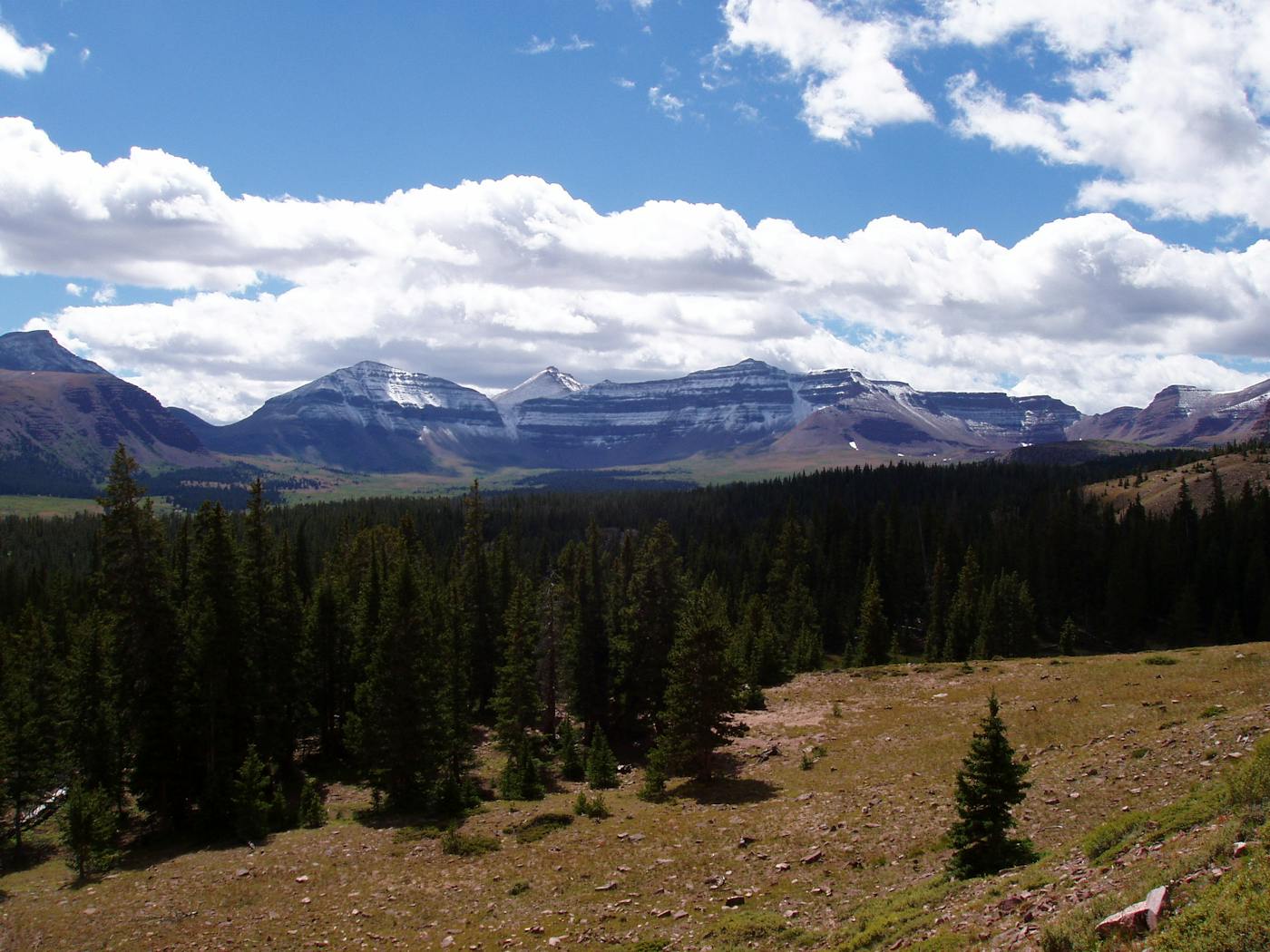 Colorado Plateau & Mountain Forests (NA19)